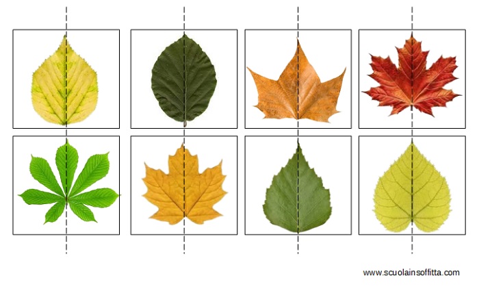 foglie simmetria